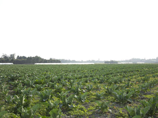 水果蔬菜基地